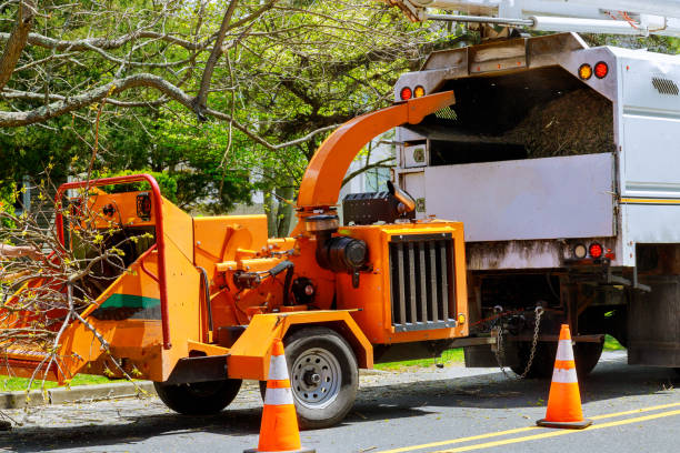 Best Tree Removal Near Me  in Privateer, SC